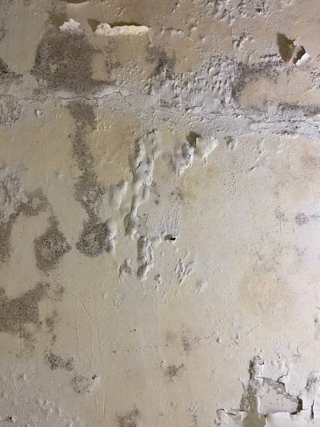 Best Mold Damage Repair  in Kenneth City, FL