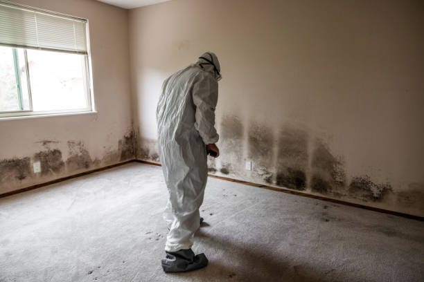 Best Mold Damage Repair  in Kenneth City, FL